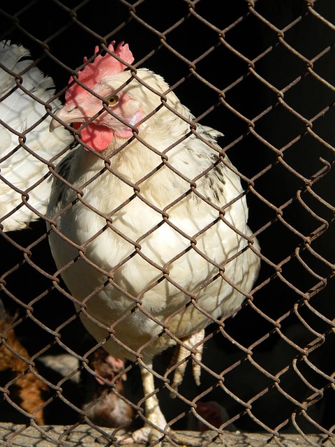 无疑备受瞩 无疑备受瞩